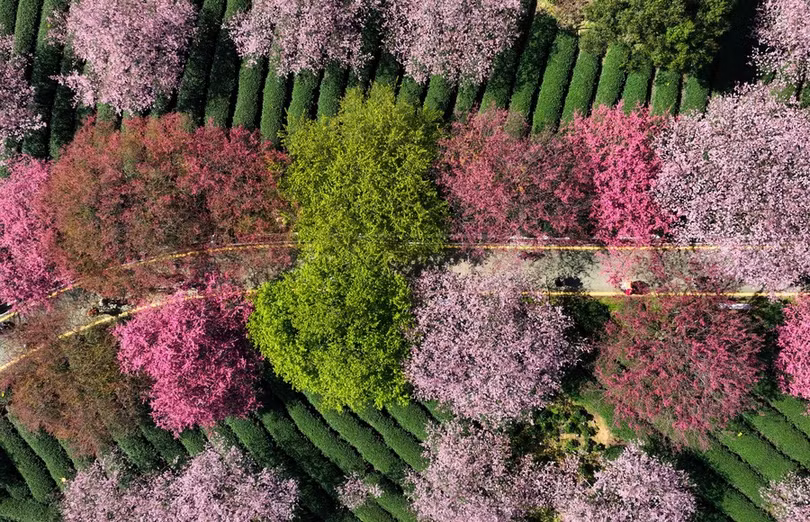 Ngẩn ngơ vẻ đẹp hoa anh đào giữa đồi trà xanh ngát