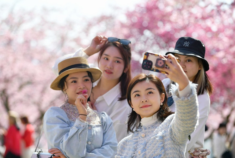 Ngẩn ngơ vẻ đẹp hoa anh đào giữa đồi trà xanh ngát