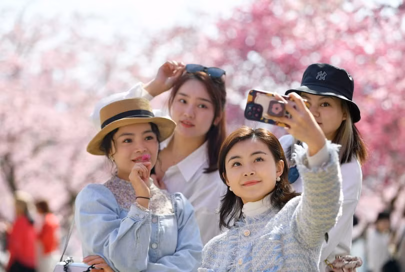 Ngẩn ngơ vẻ đẹp hoa anh đào giữa đồi trà xanh ngát