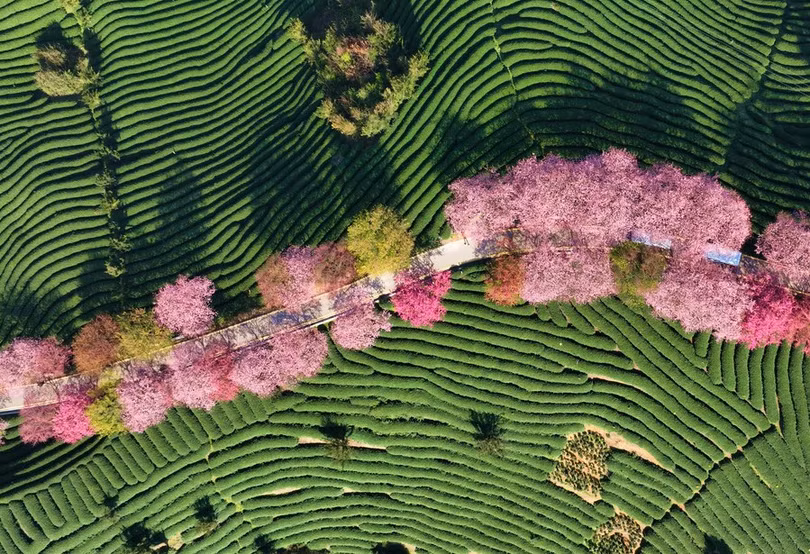 Ngẩn ngơ vẻ đẹp hoa anh đào giữa đồi trà xanh ngát