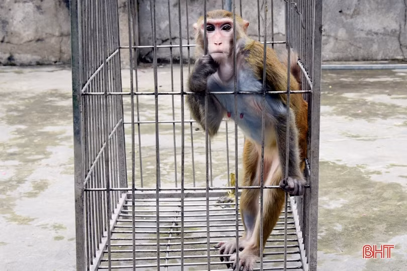 Bàn giao 3 cá thể khỉ quý hiếm cho Vườn Quốc gia Vũ Quang