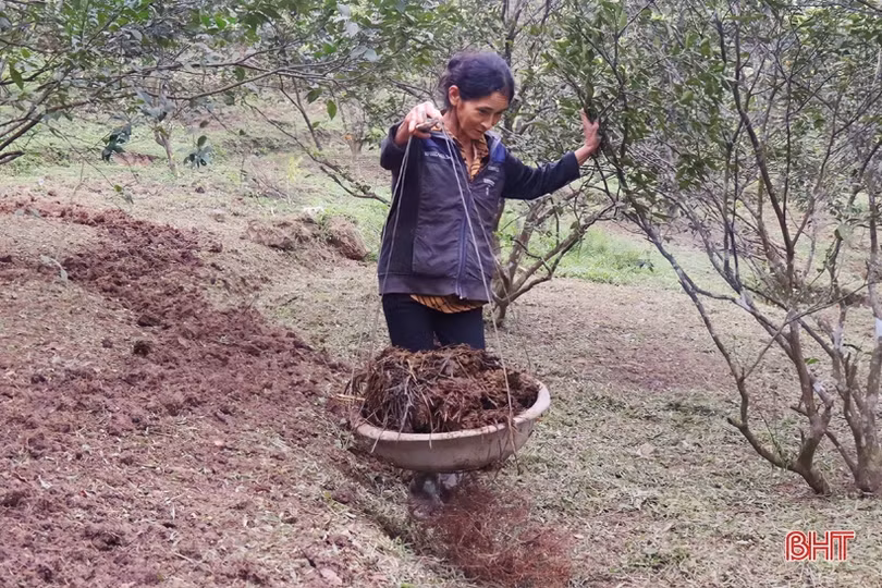 Cam ra hoa đúng thời vụ, nông dân Vũ Quang phấn khởi dưỡng cây