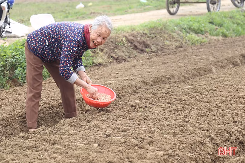 Nông dân Hà Tĩnh tập trung gieo trồng, “khép” thời vụ cây trồng cạn vụ xuân