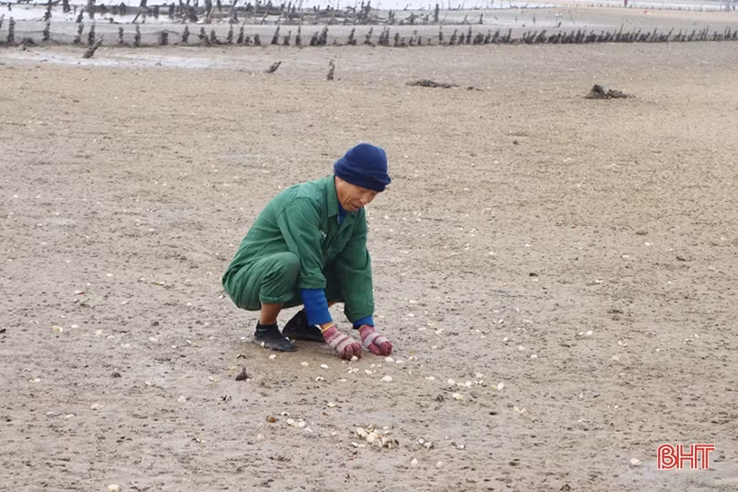 Vì sao ngao, hàu nuôi ở Cẩm Xuyên bị chết?