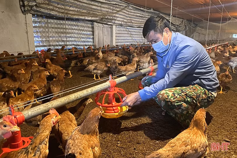 Thợ khoan giếng thành chủ trại gà, thu nhập nửa tỷ đồng mỗi năm