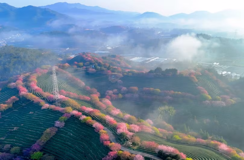 Ngẩn ngơ vẻ đẹp hoa anh đào giữa đồi trà xanh ngát