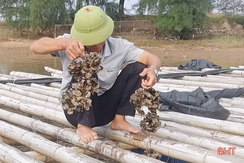 Vì sao ngao, hàu nuôi ở Cẩm Xuyên bị chết?