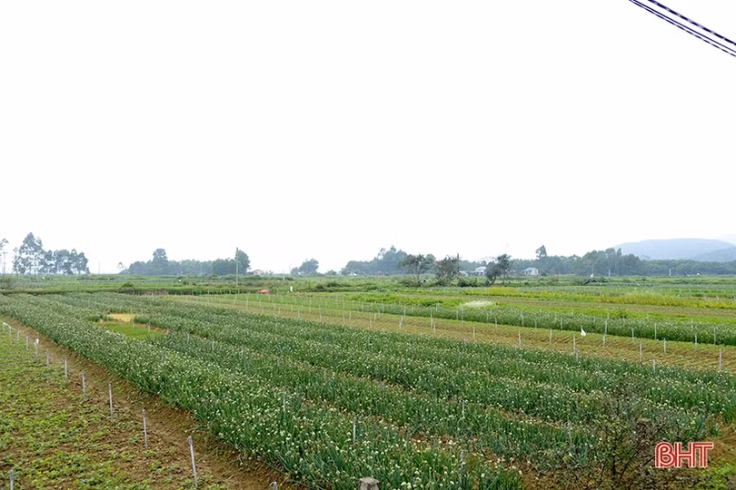 Trồng hành lá cho thu nhập khá ở Can Lộc