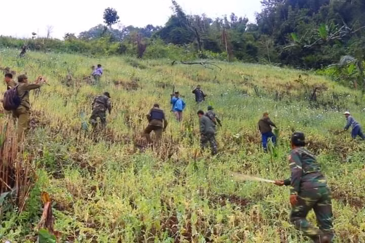 Phá bỏ 4,6 ha trồng cây anh túc ở các tỉnh miền Bắc của Lào