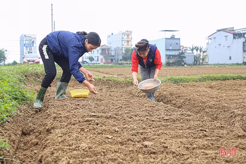 Nông dân Hà Tĩnh tập trung gieo trồng, “khép” thời vụ cây trồng cạn vụ xuân