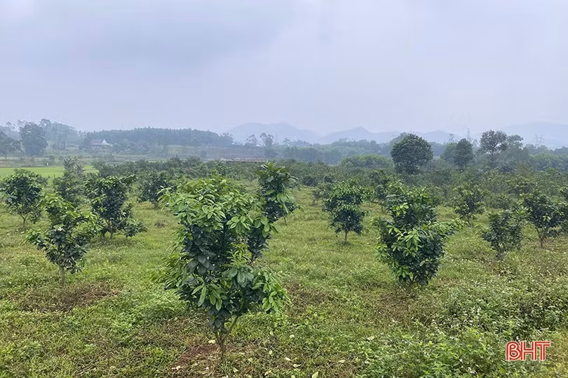 Thợ khoan giếng thành chủ trại gà, thu nhập nửa tỷ đồng mỗi năm