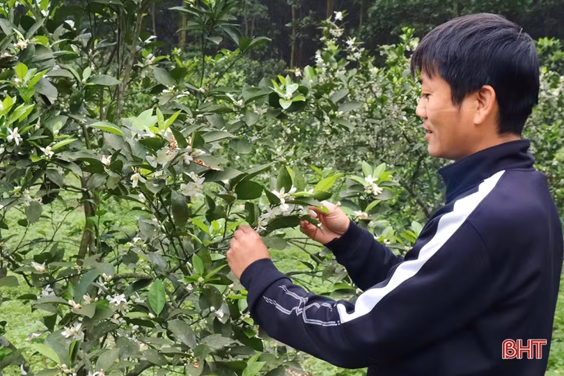 Cam ra hoa đúng thời vụ, nông dân Vũ Quang phấn khởi dưỡng cây