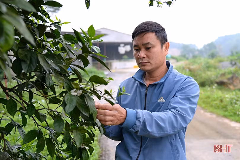 Thợ khoan giếng thành chủ trại gà, thu nhập nửa tỷ đồng mỗi năm