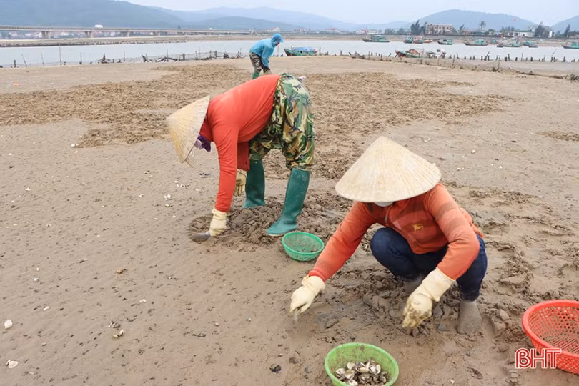 Vì sao ngao, hàu nuôi ở Cẩm Xuyên bị chết?