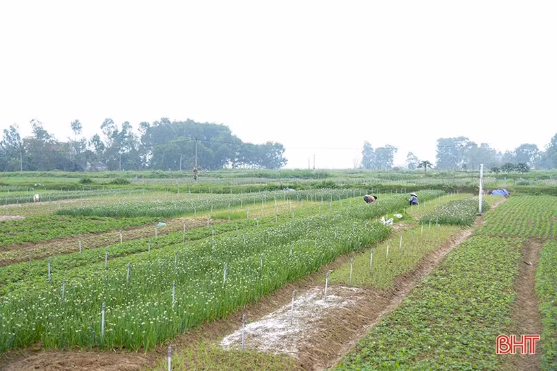 Trồng hành lá cho thu nhập khá ở Can Lộc