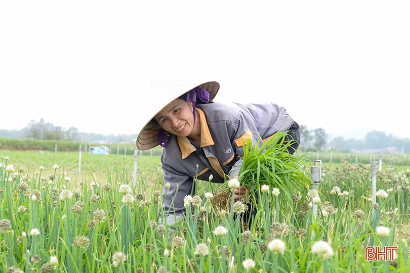 Trồng hành lá cho thu nhập khá ở Can Lộc