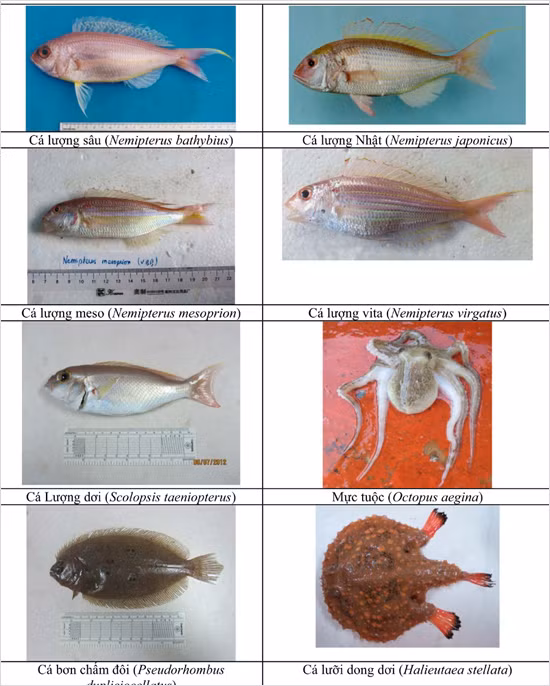 154 loai hai san tang day 4 tinh mien trung co the ban chua biet
