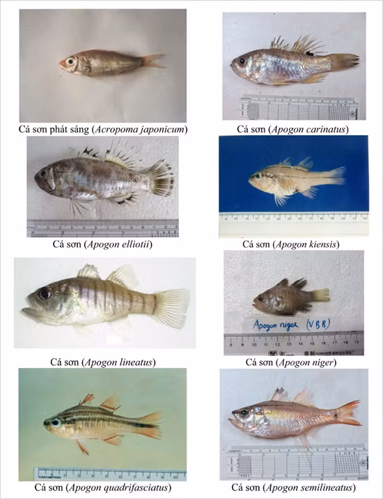 154 loai hai san tang day 4 tinh mien trung co the ban chua biet