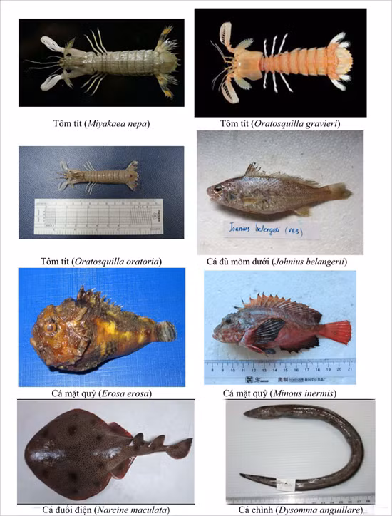 154 loai hai san tang day 4 tinh mien trung co the ban chua biet