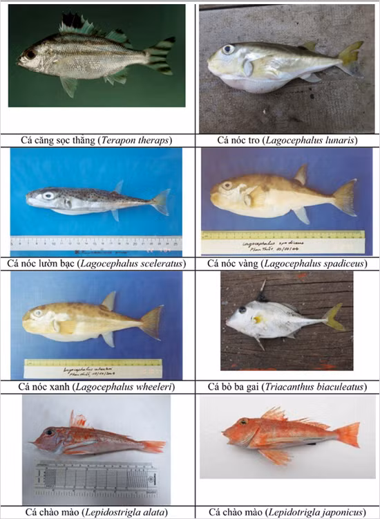 154 loai hai san tang day 4 tinh mien trung co the ban chua biet