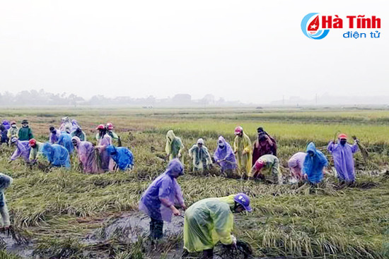 tuoi tre can loc doi mua giup dan thu hoach lua he thu