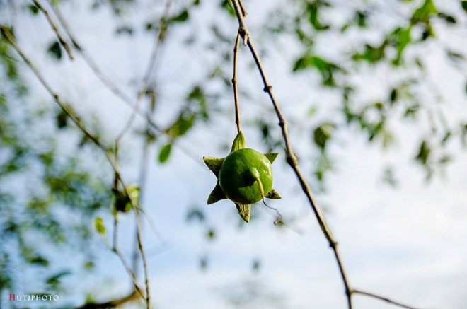 nhung mau hoa tren duong phuot mua thu