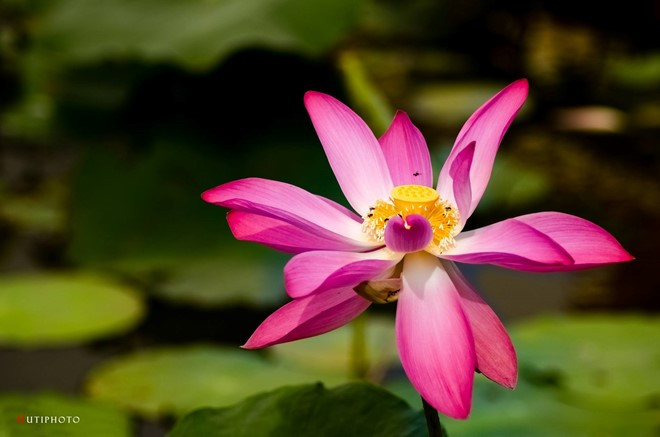 nhung mau hoa tren duong phuot mua thu
