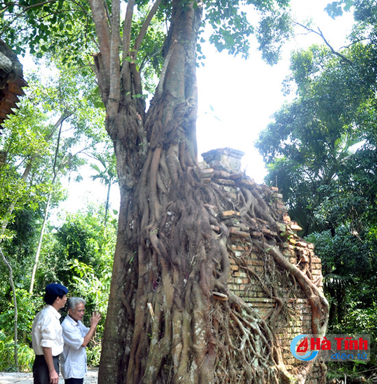 ky bi cay bo de khoang 200 tuoi moc tren dinh thap