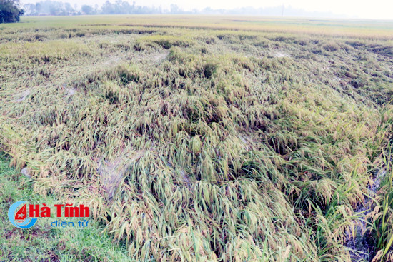 hang tram ha lua nga do tien ty dau tu nuoi thuy san bi troi song