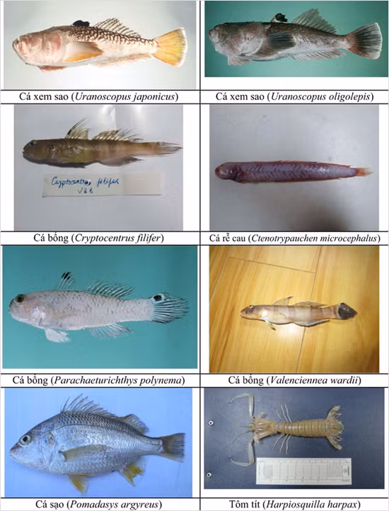 154 loai hai san tang day 4 tinh mien trung co the ban chua biet