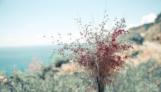 nhung mau hoa tren duong phuot mua thu