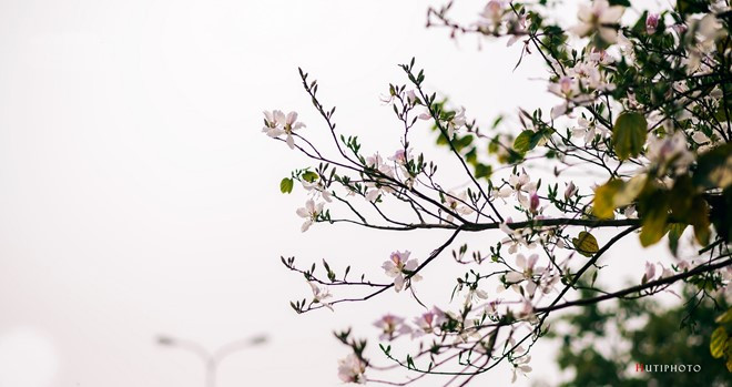 nhung mau hoa tren duong phuot mua thu