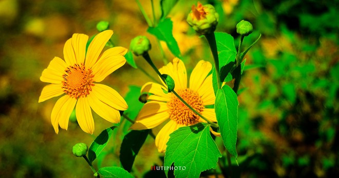 nhung mau hoa tren duong phuot mua thu