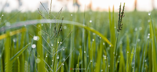nhung mau hoa tren duong phuot mua thu