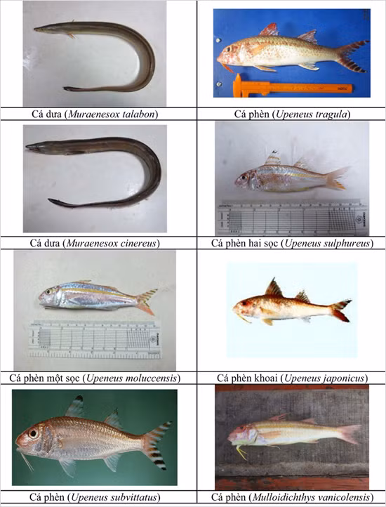 154 loai hai san tang day 4 tinh mien trung co the ban chua biet