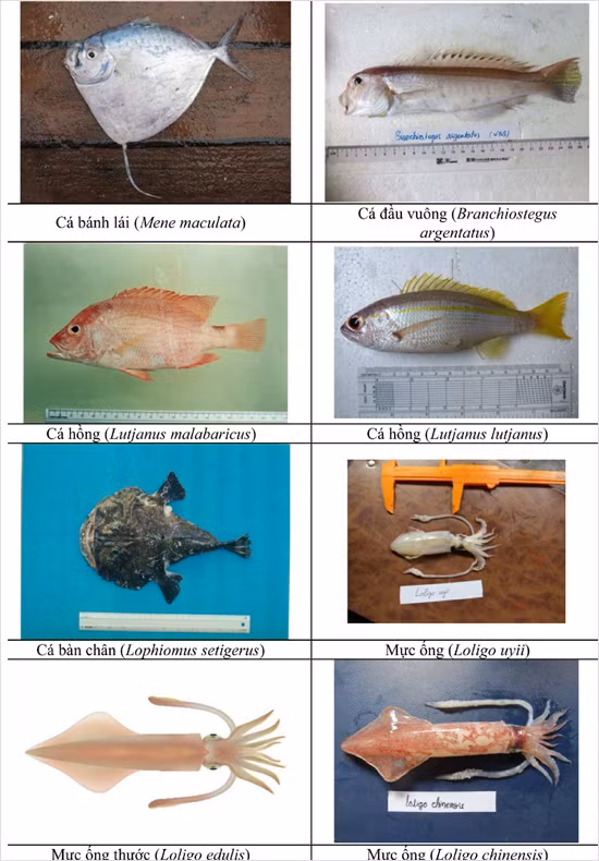 154 loai hai san tang day 4 tinh mien trung co the ban chua biet