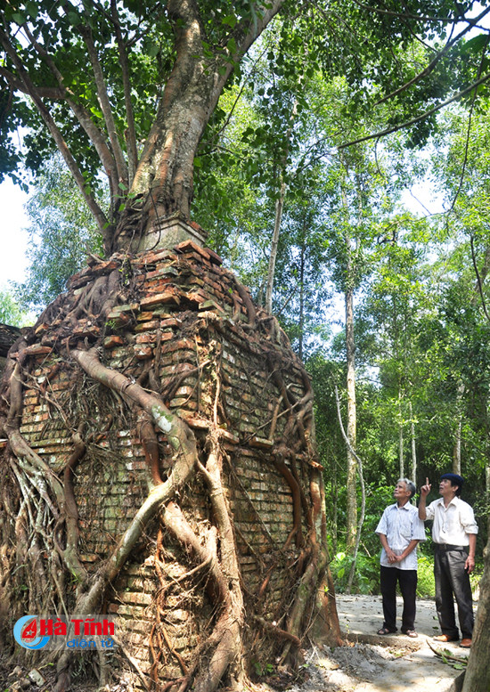 ky bi cay bo de khoang 200 tuoi moc tren dinh thap