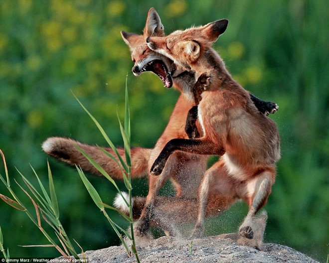 nhung buc anh thien nhien khien nguoi xem ngo ngang