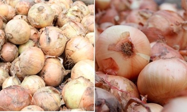 bon loai gia vi tau dan viet thuong thuc hang ngay