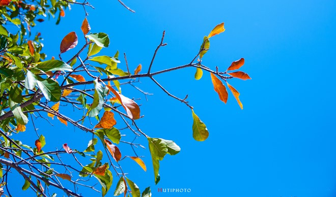 nhung mau hoa tren duong phuot mua thu