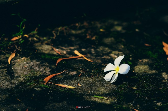 nhung mau hoa tren duong phuot mua thu