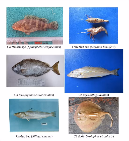 154 loai hai san tang day 4 tinh mien trung co the ban chua biet