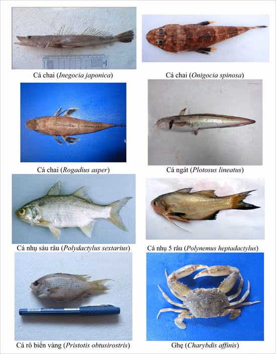 154 loai hai san tang day 4 tinh mien trung co the ban chua biet