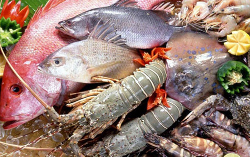Để đảm bảo an toàn sức khoẻ người tiêu dùng, Bộ Y tế đề nghị không sử dụng các loại hải sản nói trên sống trong vòng 20 hải lý. bo y te khuyen cao nguoi dan ve viec an hai san mien trung