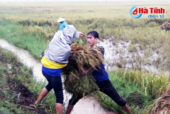 tuoi tre can loc doi mua giup dan thu hoach lua he thu