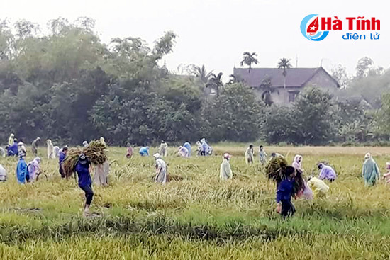 tuoi tre can loc doi mua giup dan thu hoach lua he thu