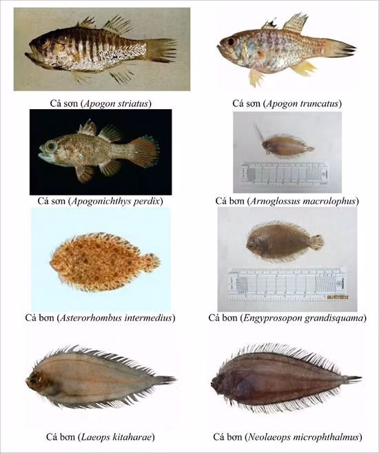 154 loai hai san tang day 4 tinh mien trung co the ban chua biet