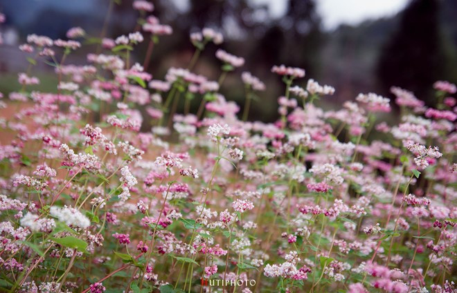 nhung mau hoa tren duong phuot mua thu
