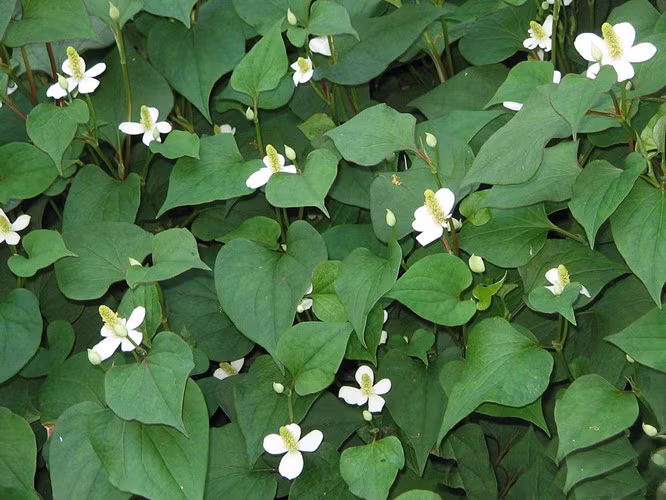 rau diep ca lam dep da va chua nhieu benh