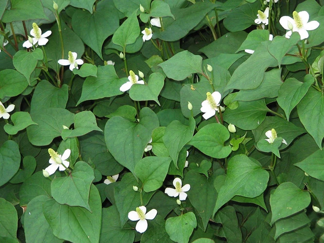 rau diep ca lam dep da va chua nhieu benh